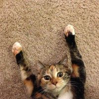 Вейперы заставили министра здравоохранения Австралии отступить