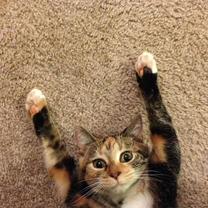 Вейперы заставили министра здравоохранения Австралии отступить